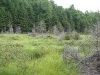 Beaver meadow along Wolf Pond inlet
